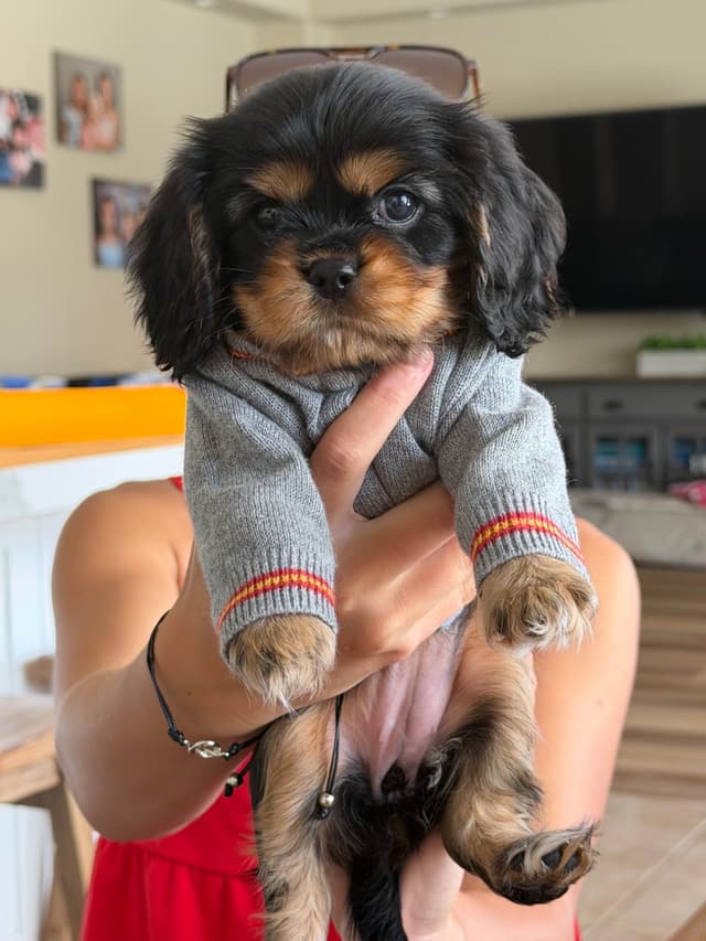 Cavalier King Charles Spaniel Puppies media 13