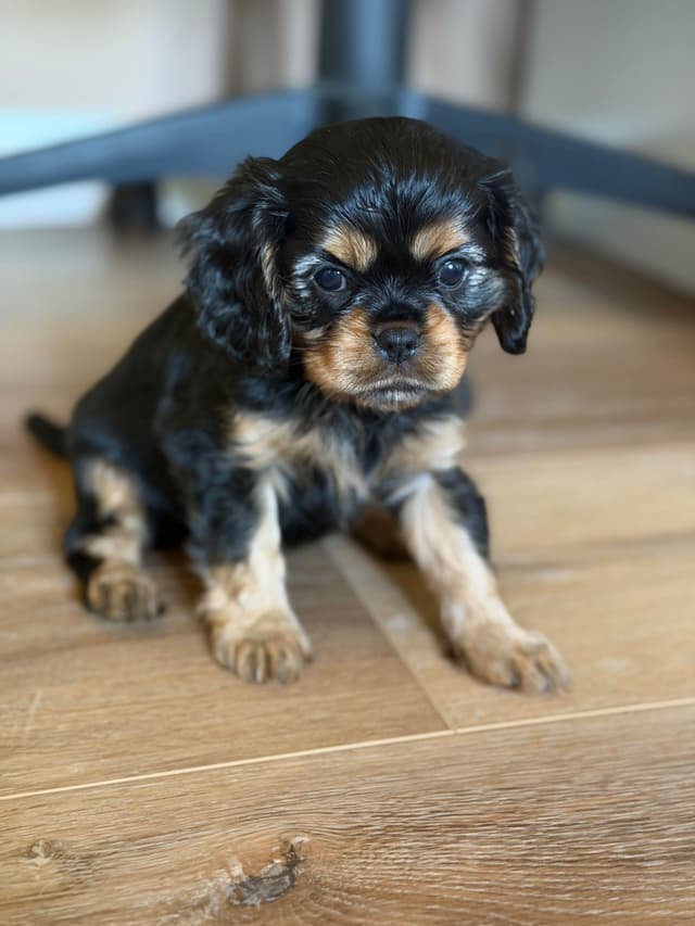 Cavalier King Charles Spaniel Puppies media 14