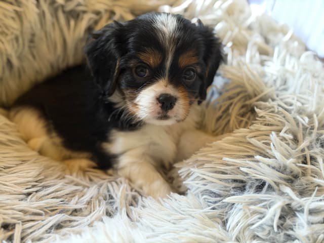 Cavalier King Charles Spaniel Puppies media 16