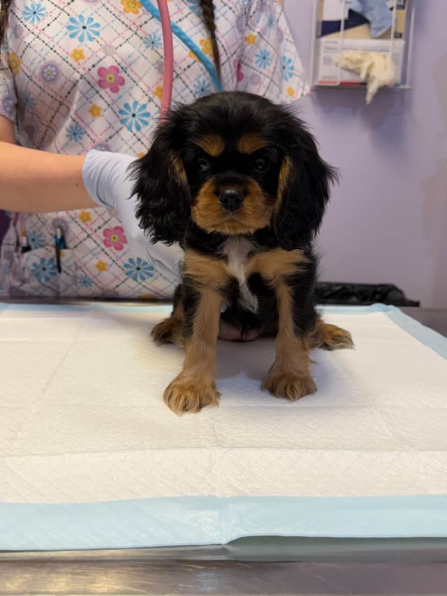 Cavalier King Charles Spaniel Puppies media 17