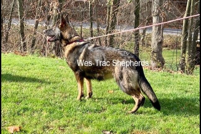 German Shepherd Dog Puppies breeder image 1