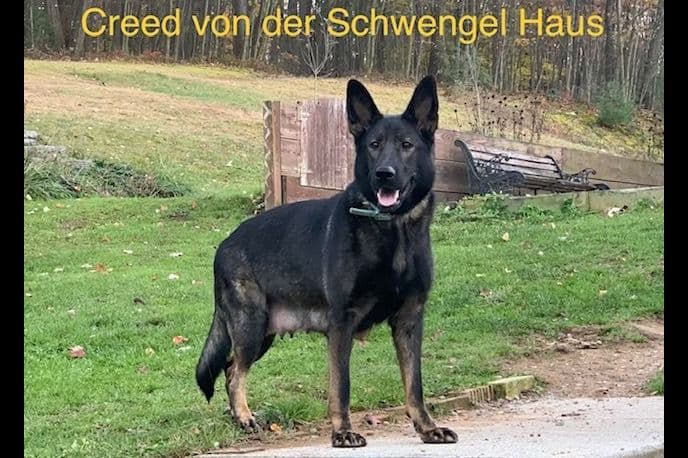 German Shepherd Dog Puppies breeder image 2