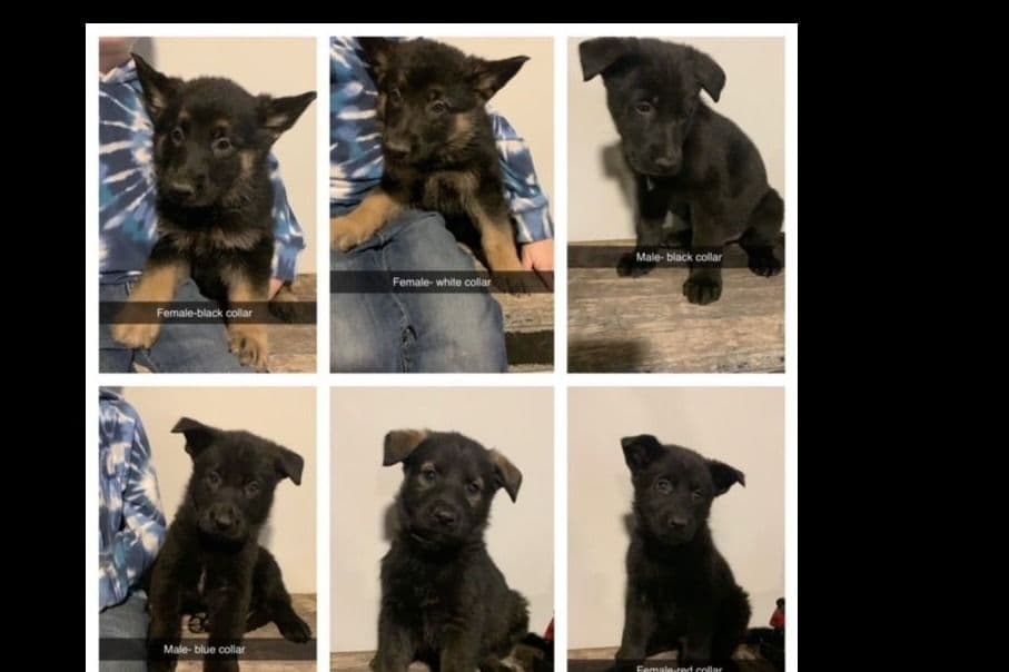 German Shepherd Dog Puppies breeder image 3