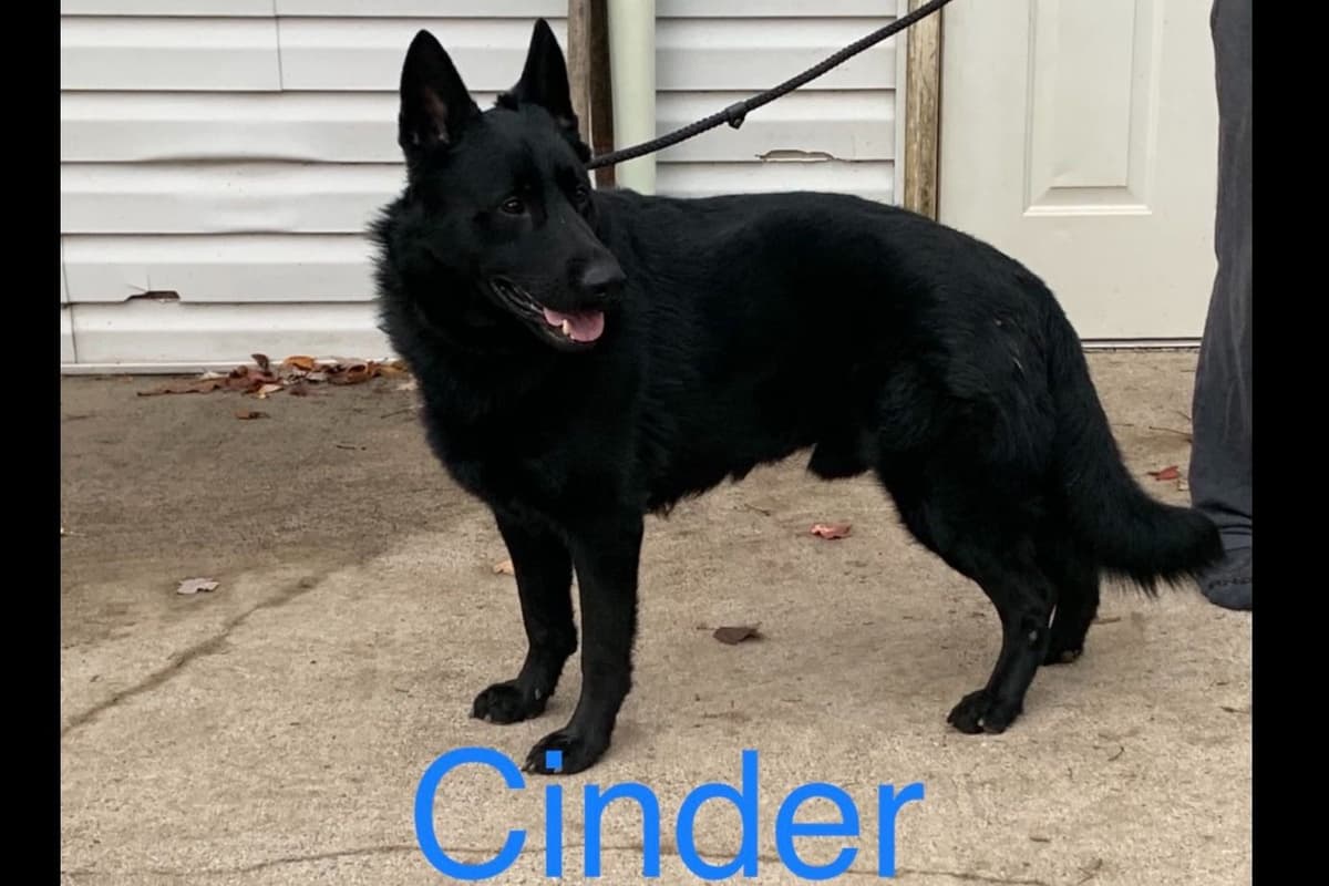 German Shepherd Dog Puppies breeder image 4