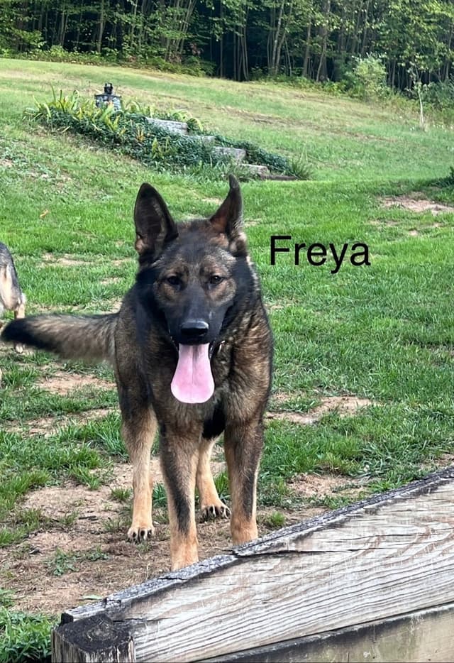 German Shepherd Dog Puppies media 6
