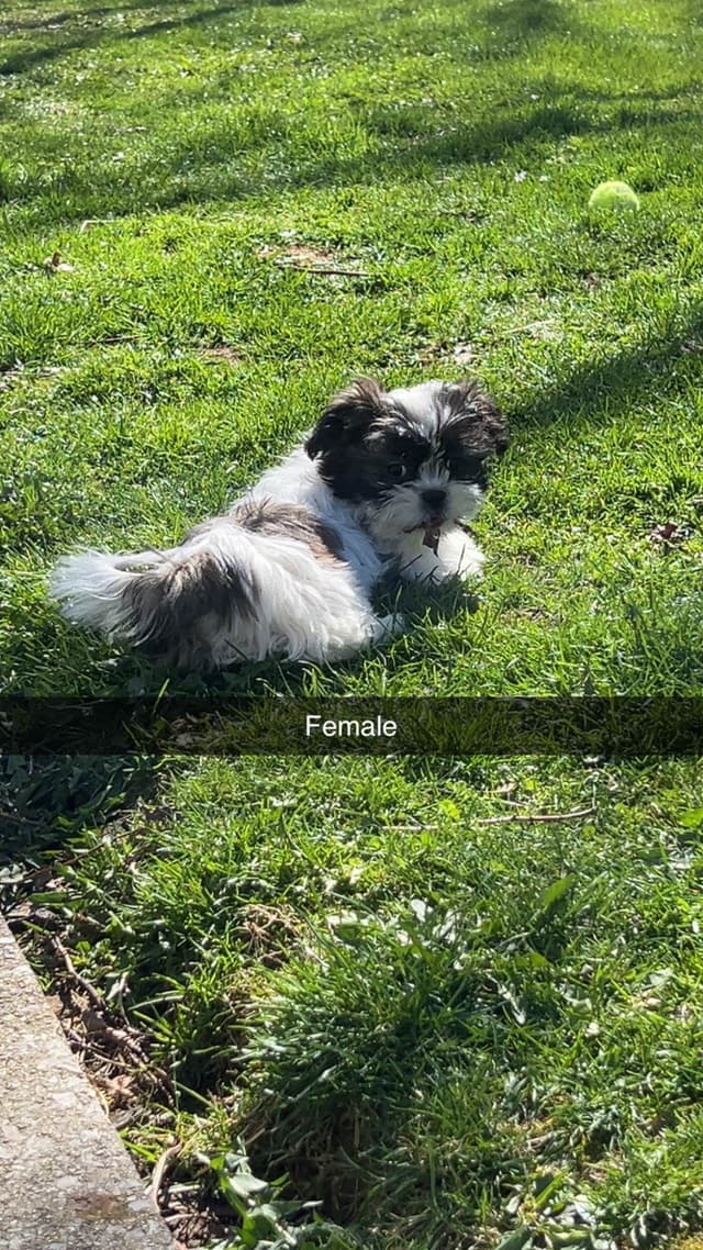 Shih Tzu Puppies media 4