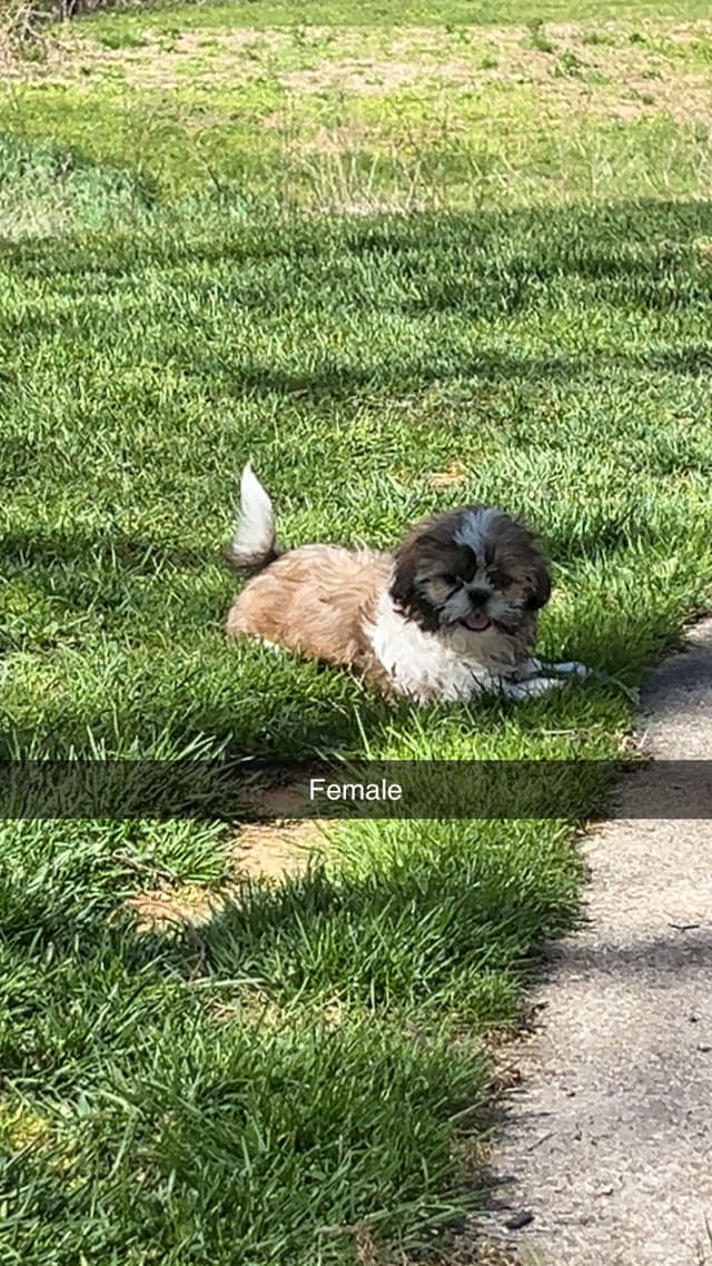 Shih Tzu Puppies media 6