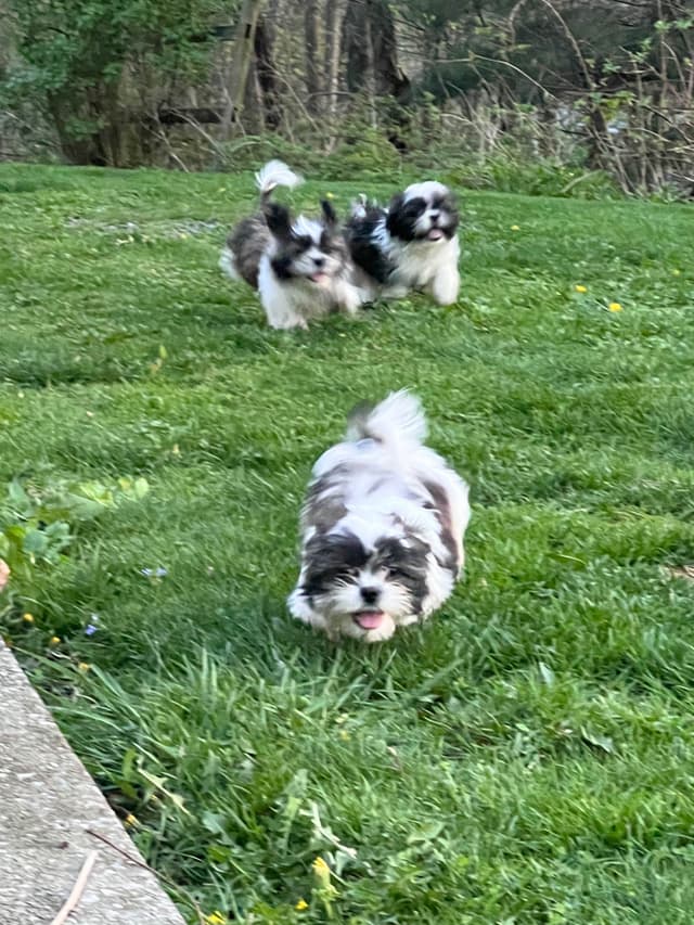 Shih Tzu Puppies media 7