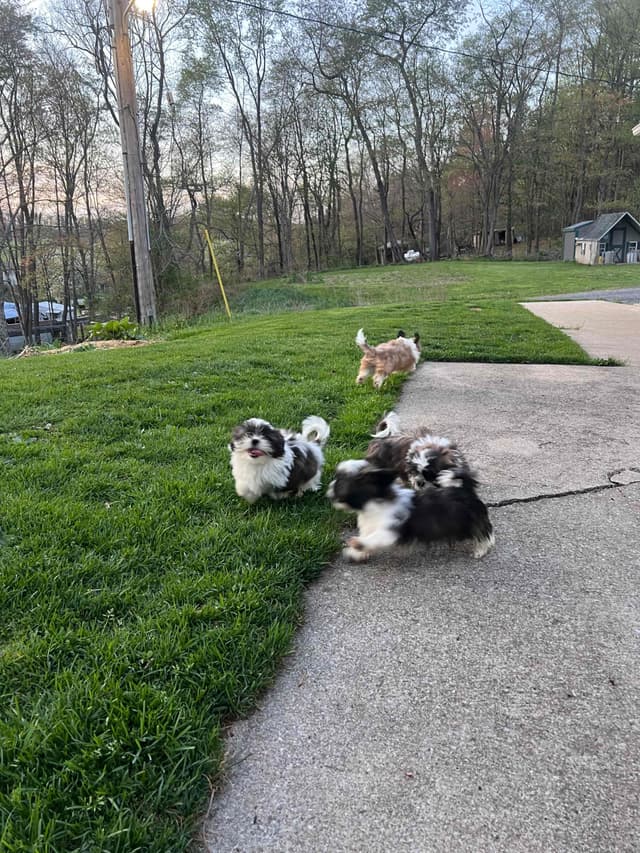 Shih Tzu Puppies media 8