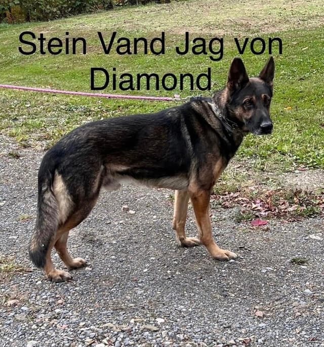 German Shepherd Dog Puppies media 2