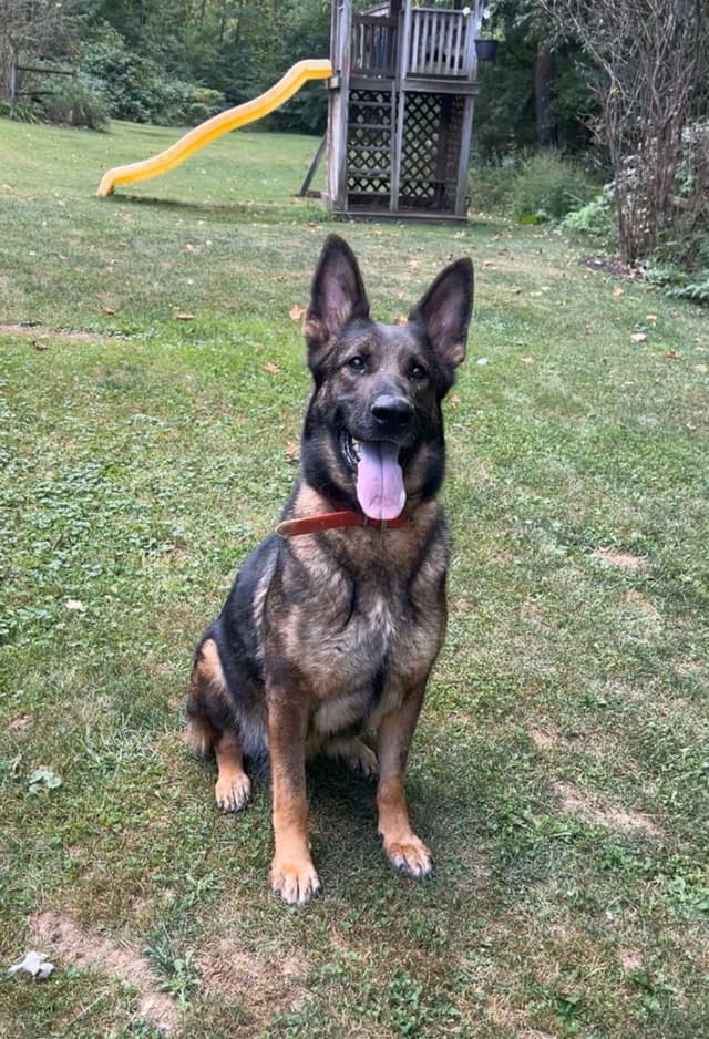 German Shepherd Dog Puppies media 3