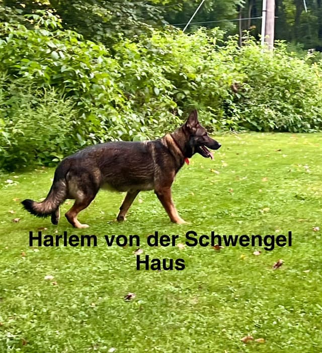 German Shepherd Dog Puppies media 4