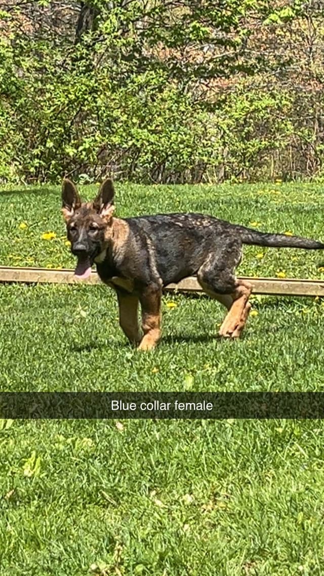 German Shepherd Dog Puppies media 2