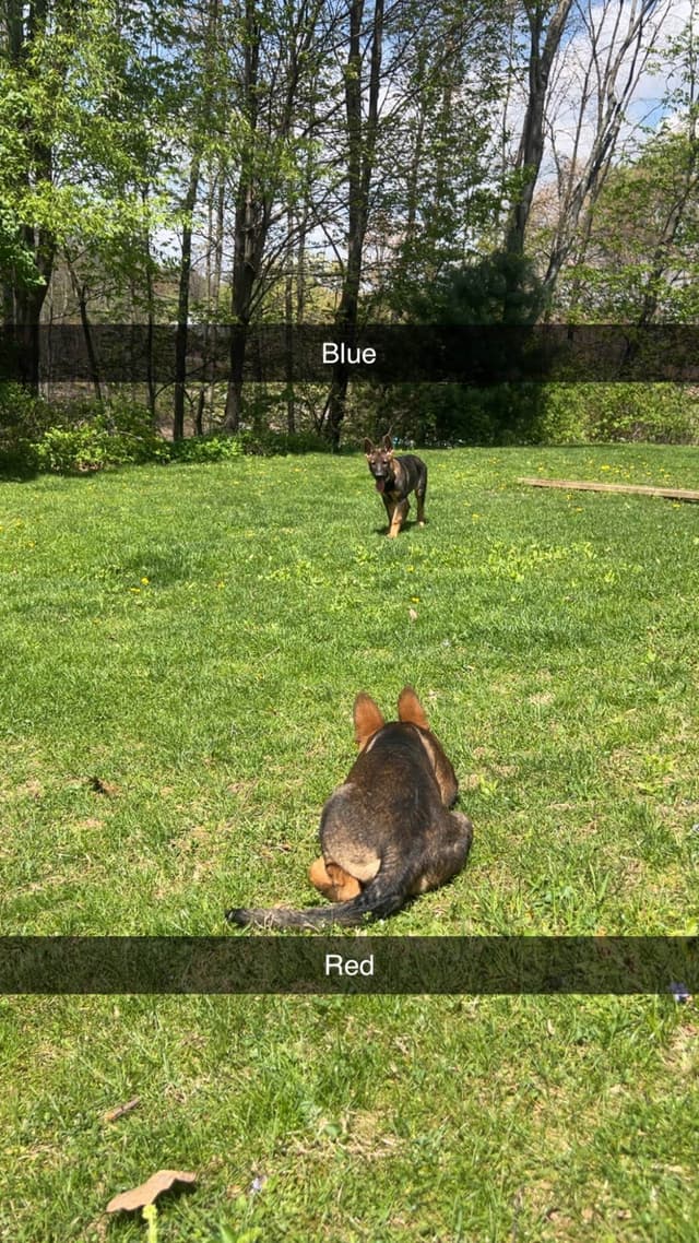 German Shepherd Dog Puppies media 3