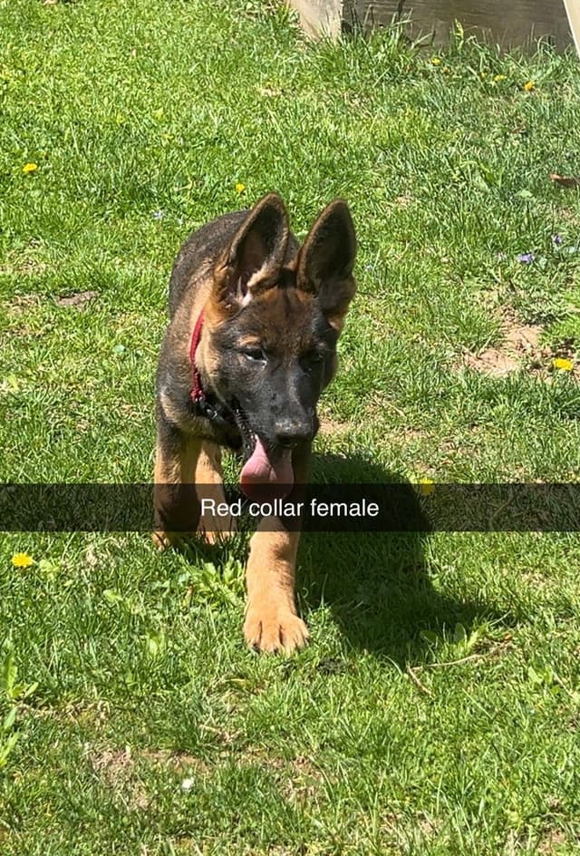 German Shepherd Dog Puppies media 5