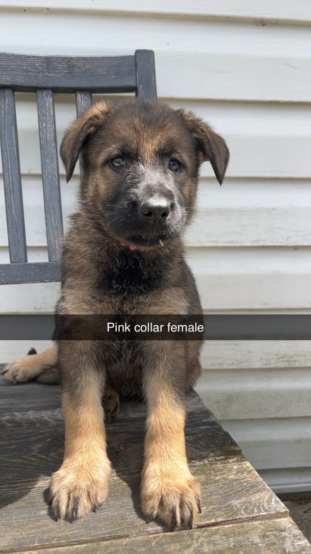 German Shepherd Dog Puppies media 6