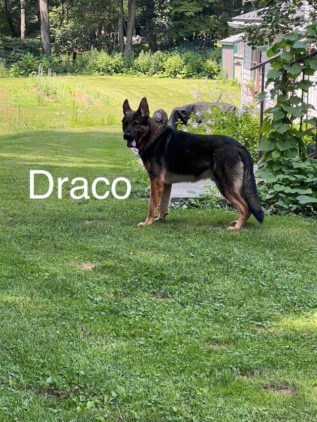 German Shepherd Dog Puppies media 2