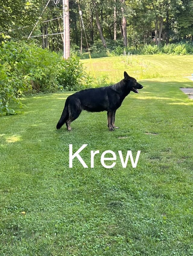 German Shepherd Dog Puppies media 3