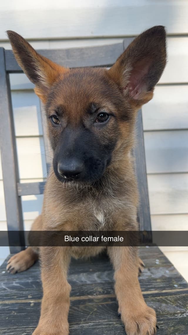 German Shepherd Dog Puppies media 5