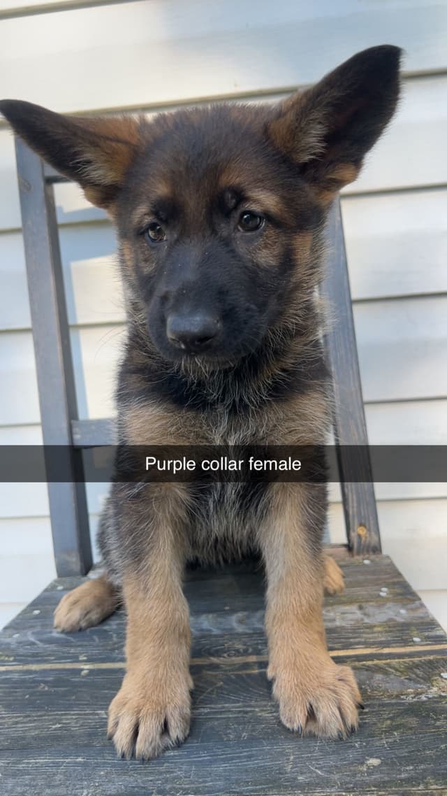 German Shepherd Dog Puppies media 6
