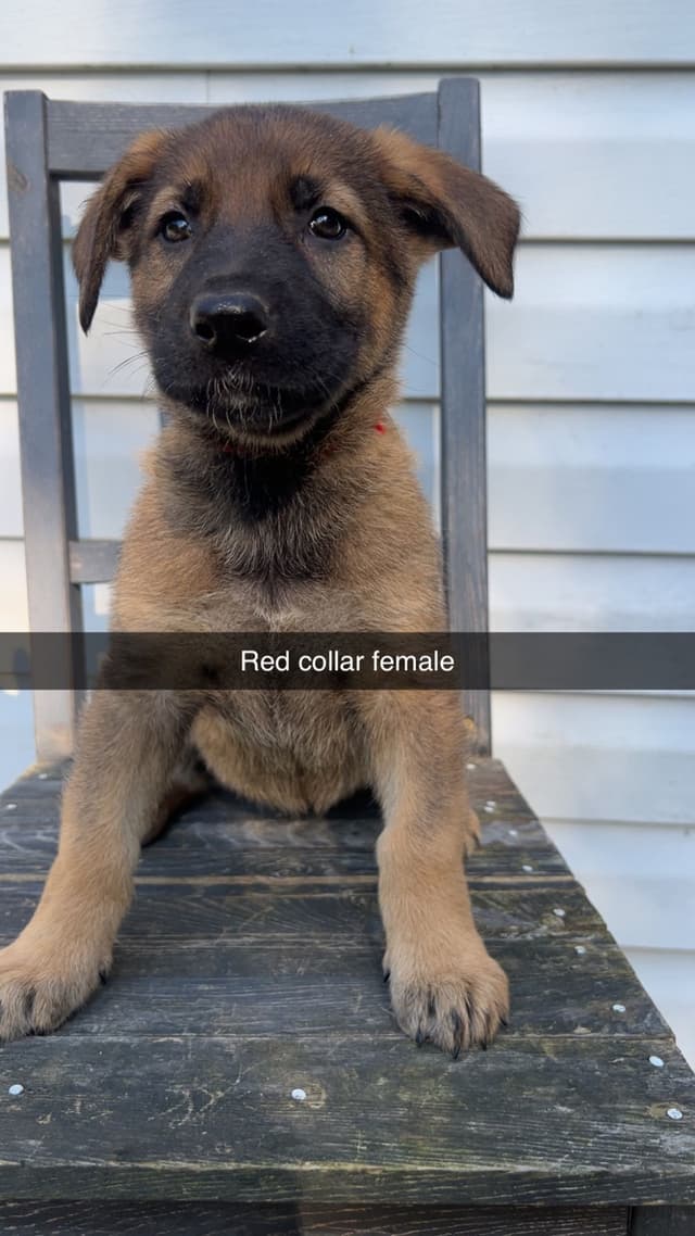 German Shepherd Dog Puppies media 7