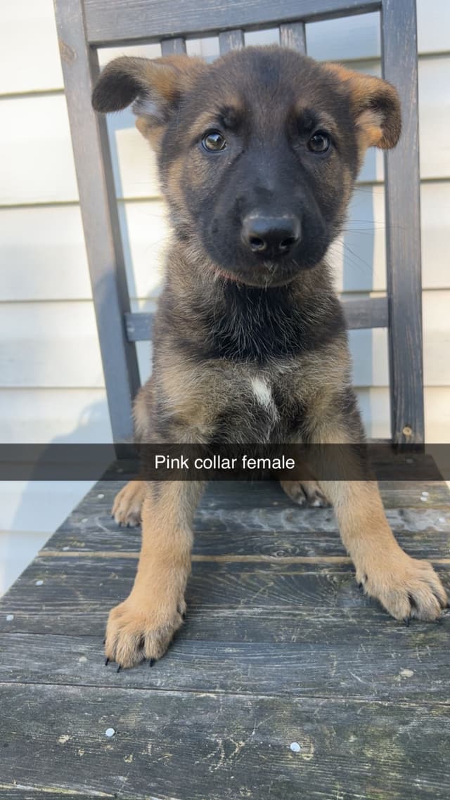 German Shepherd Dog Puppies media 8
