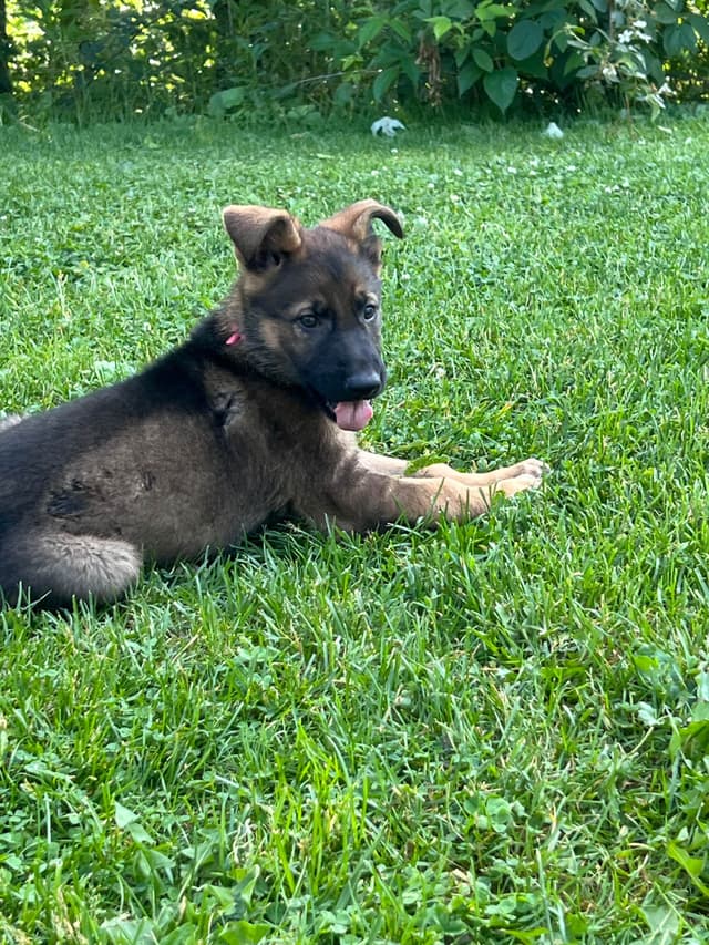 German Shepherd Dog Puppies media 10