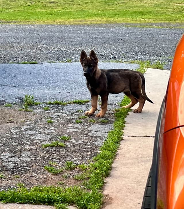 German Shepherd Dog Puppies media 7