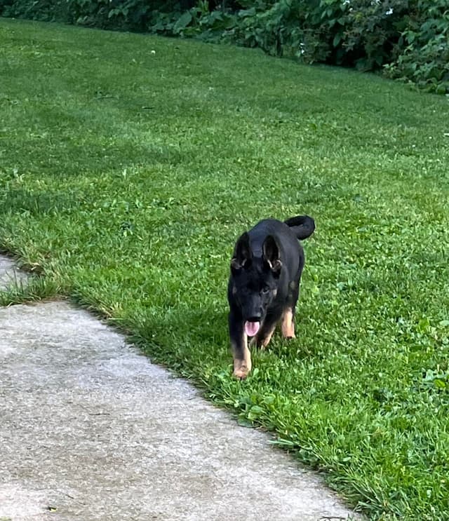 German Shepherd Dog Puppies media 8