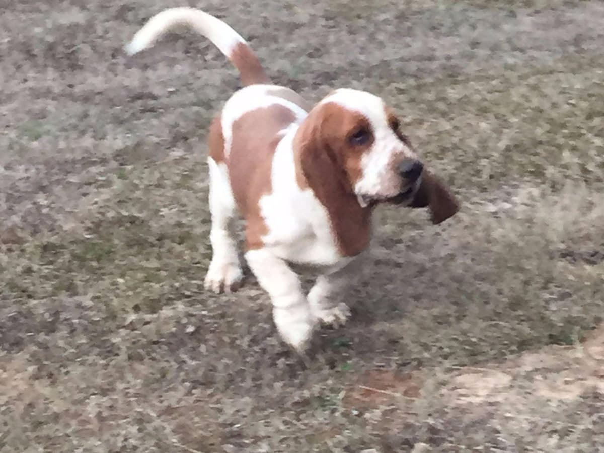 Basset Hound Puppies breeder image 4