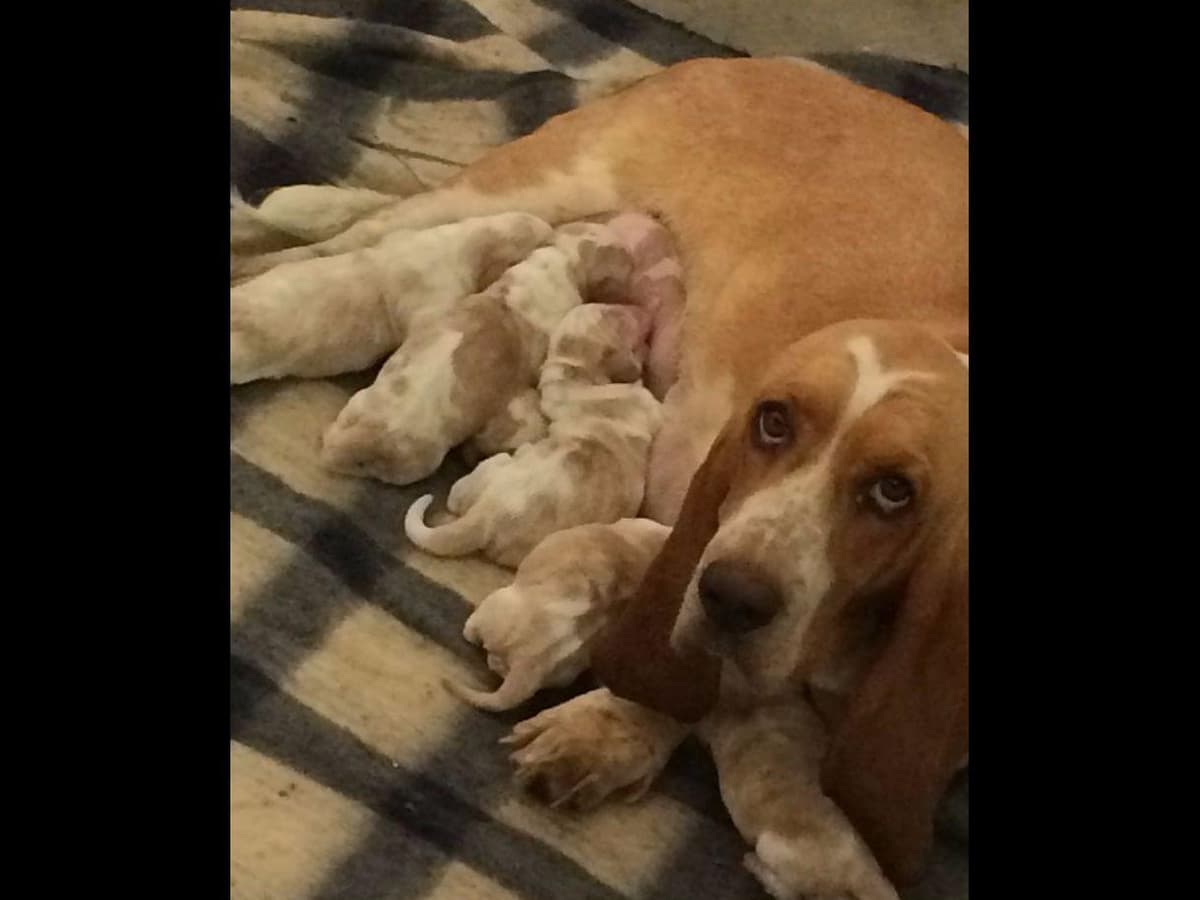Basset Hound Puppies breeder image 5