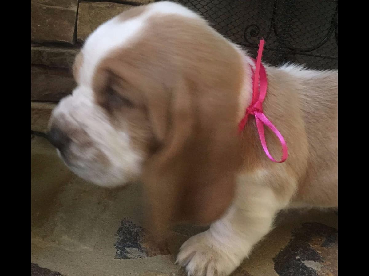 Basset Hound Puppies breeder image 2