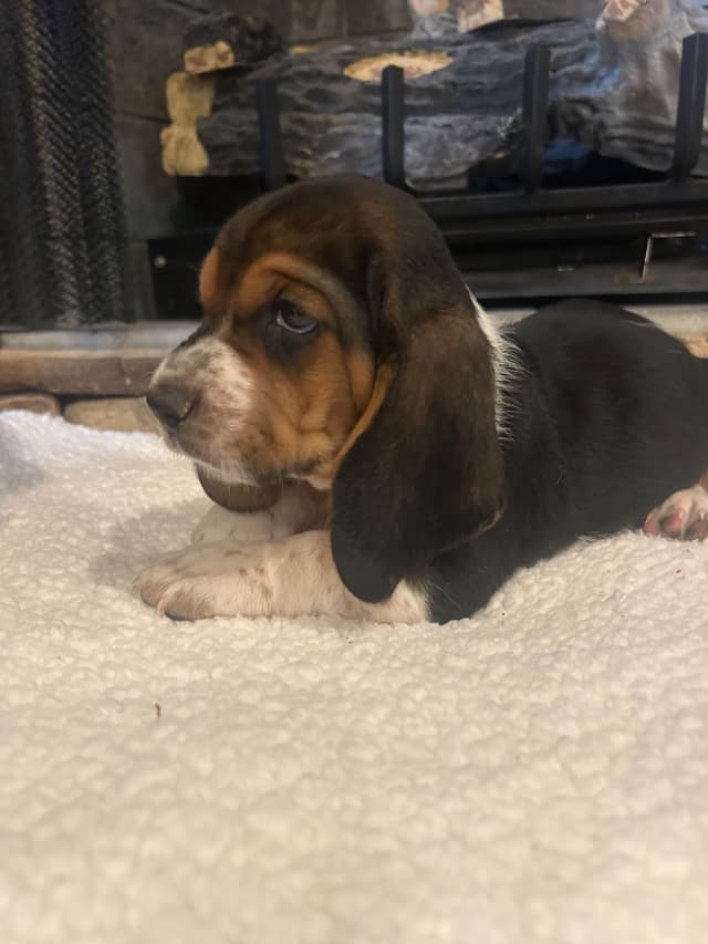 Basset Hound Puppies media 2