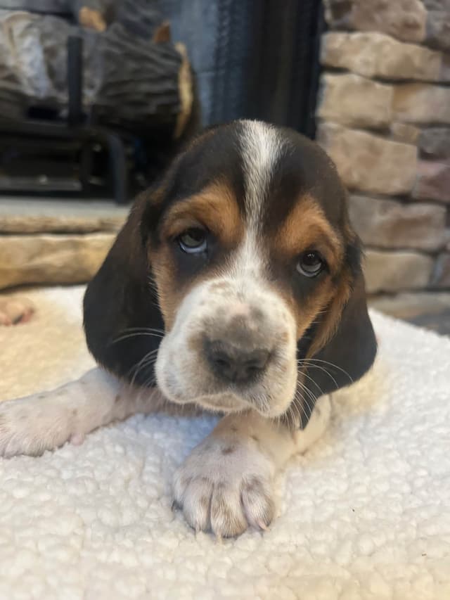 Basset Hound Puppies media 3