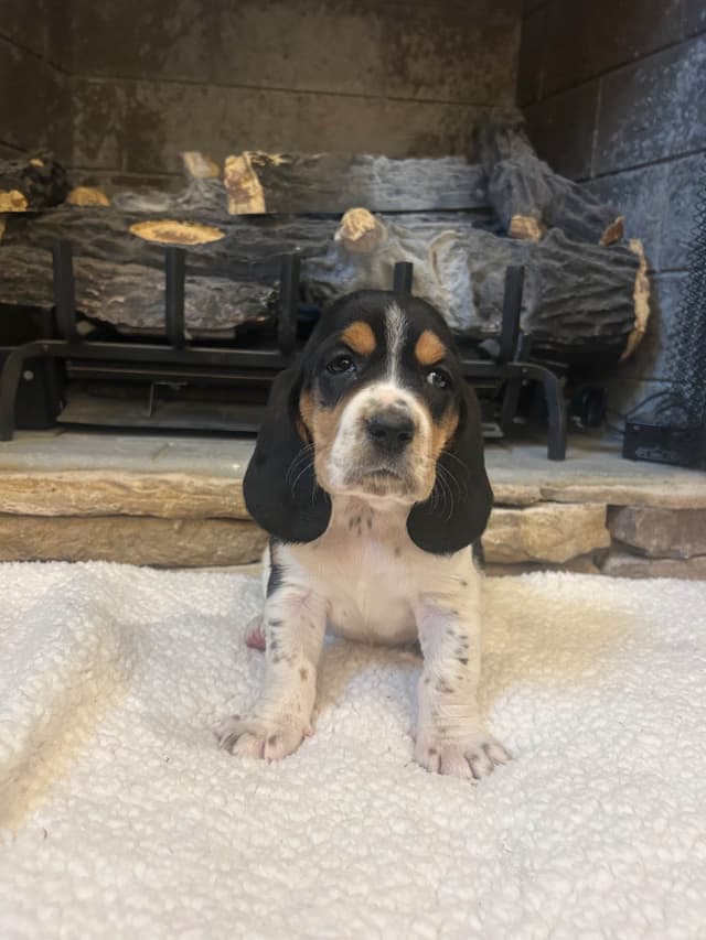Basset Hound Puppies media 4