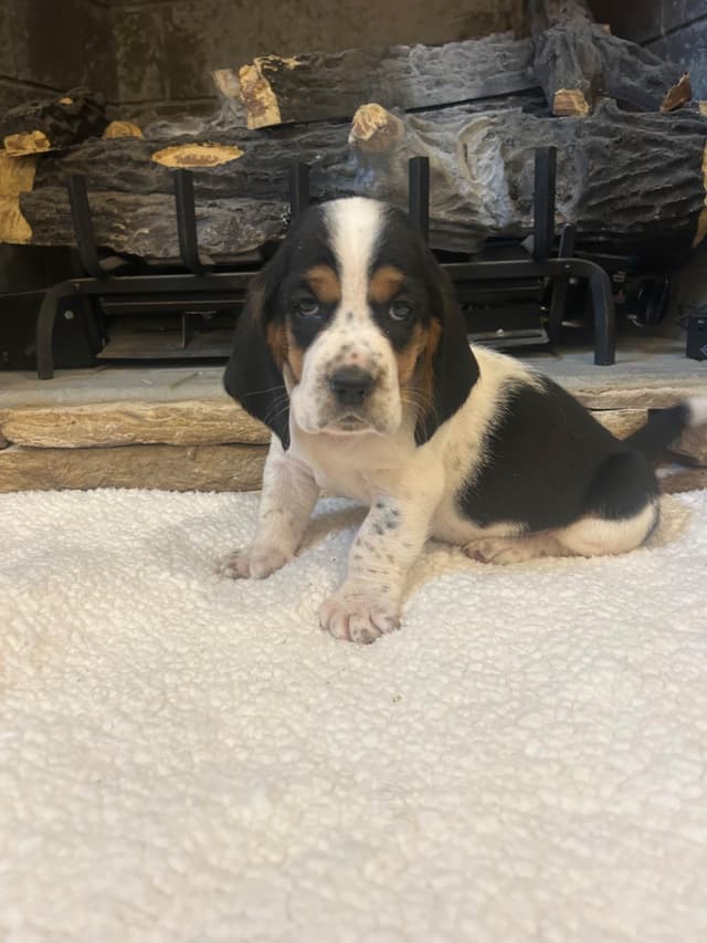 Basset Hound Puppies media 5