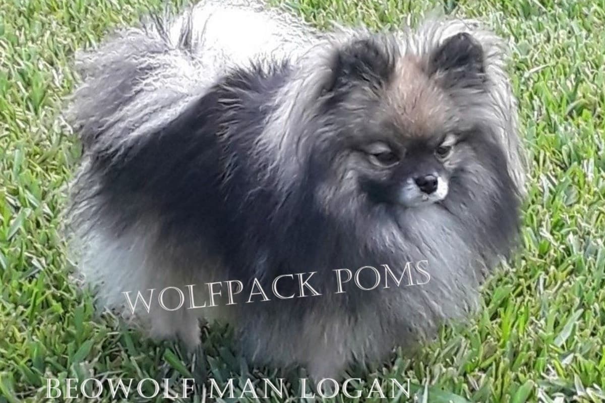 Pomeranian Puppies breeder image 1
