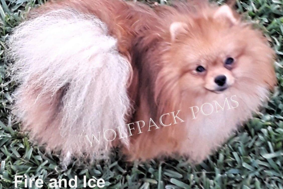 Pomeranian Puppies breeder image 2