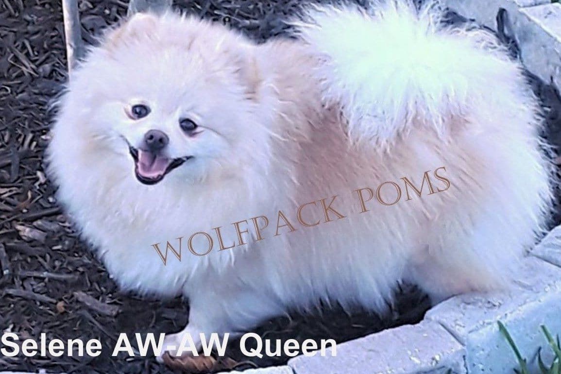 Pomeranian Puppies breeder image 3