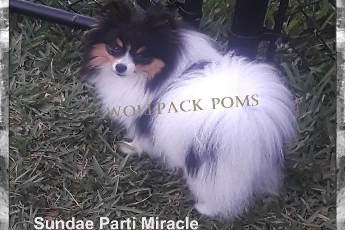 Pomeranian Puppies breeder image 4