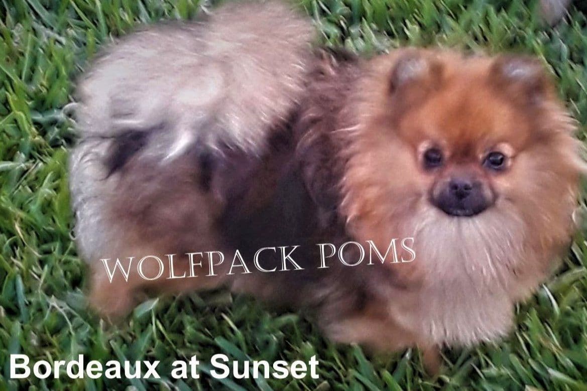 Pomeranian Puppies breeder image 5