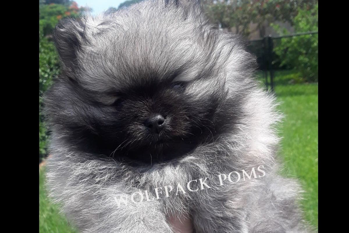 Pomeranian Puppies breeder image 6