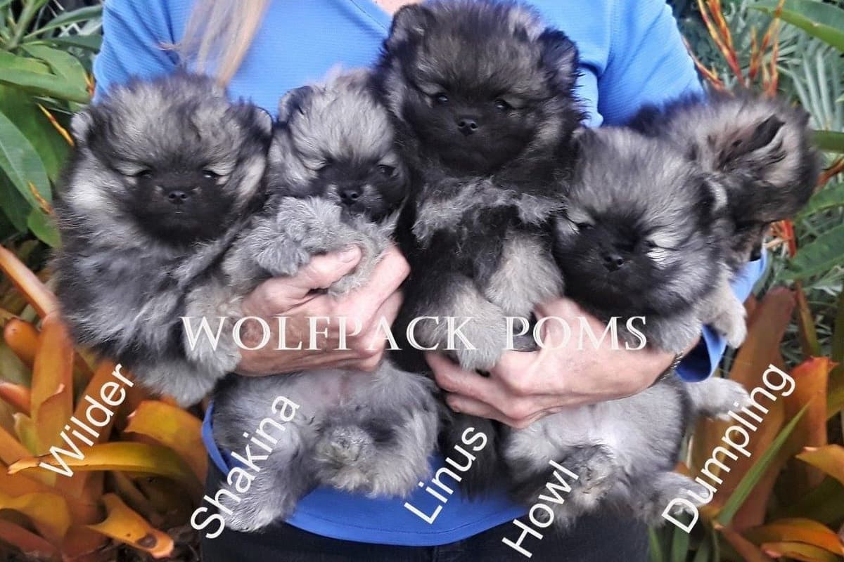 Pomeranian Puppies breeder image 7