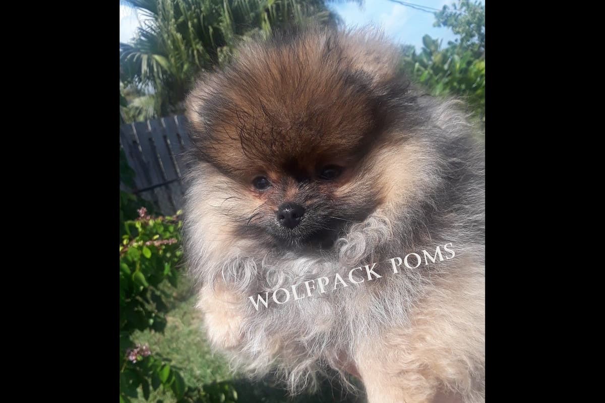 Pomeranian Puppies breeder image 8