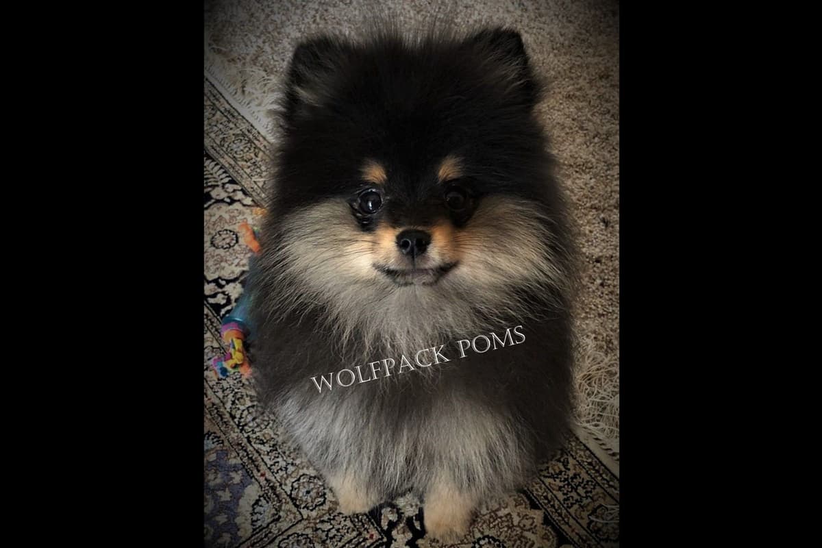 Pomeranian Puppies breeder image 9
