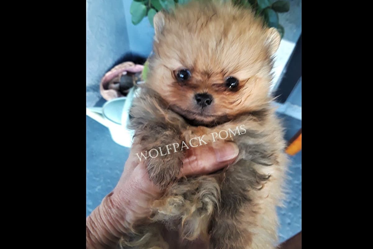 Pomeranian Puppies breeder image 12
