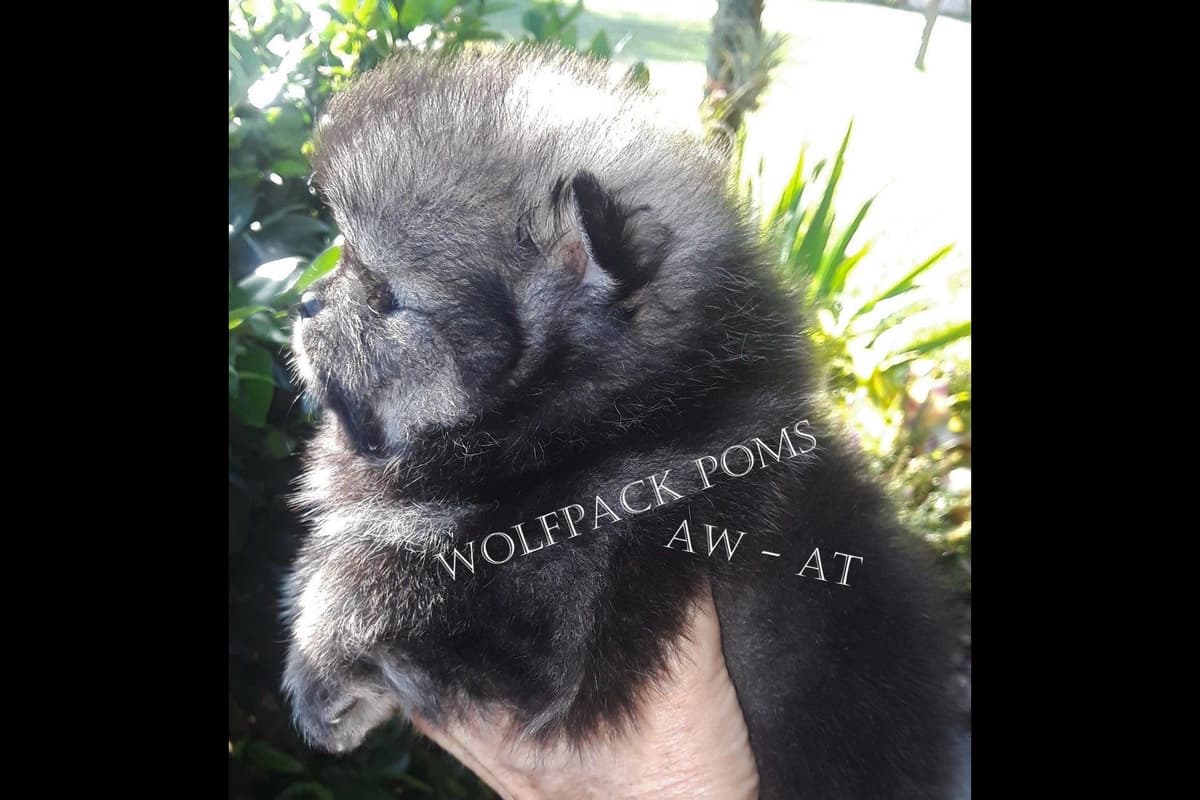Pomeranian Puppies breeder image 13