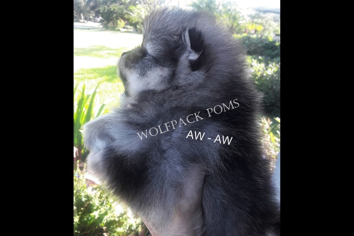 Pomeranian Puppies breeder image 14