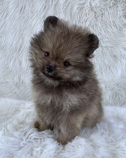 Pomeranian Puppies media 3