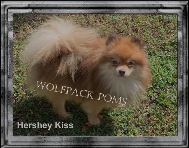 Pomeranian Puppies media 4